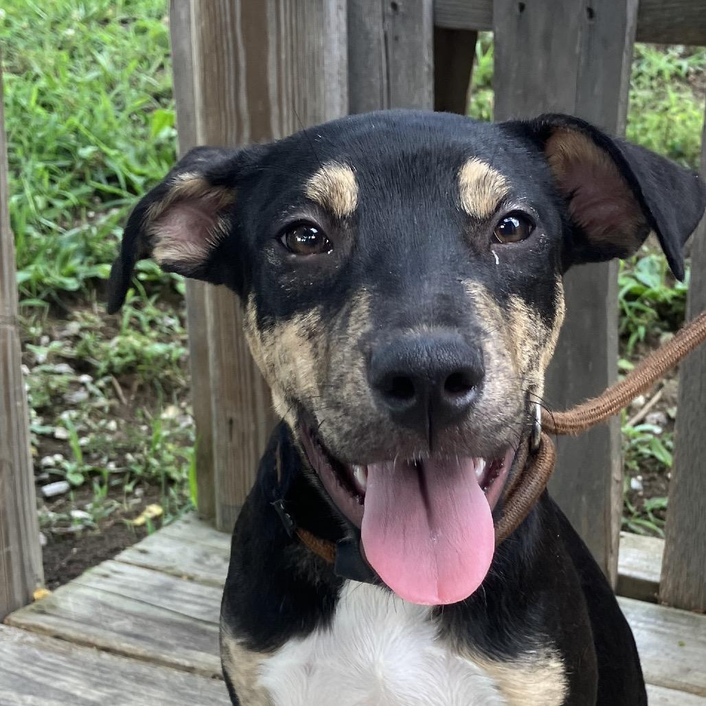 Lady Boom Boom Barkington, a Adoptable Mixed Breed in Pulaski, TN image 2/5