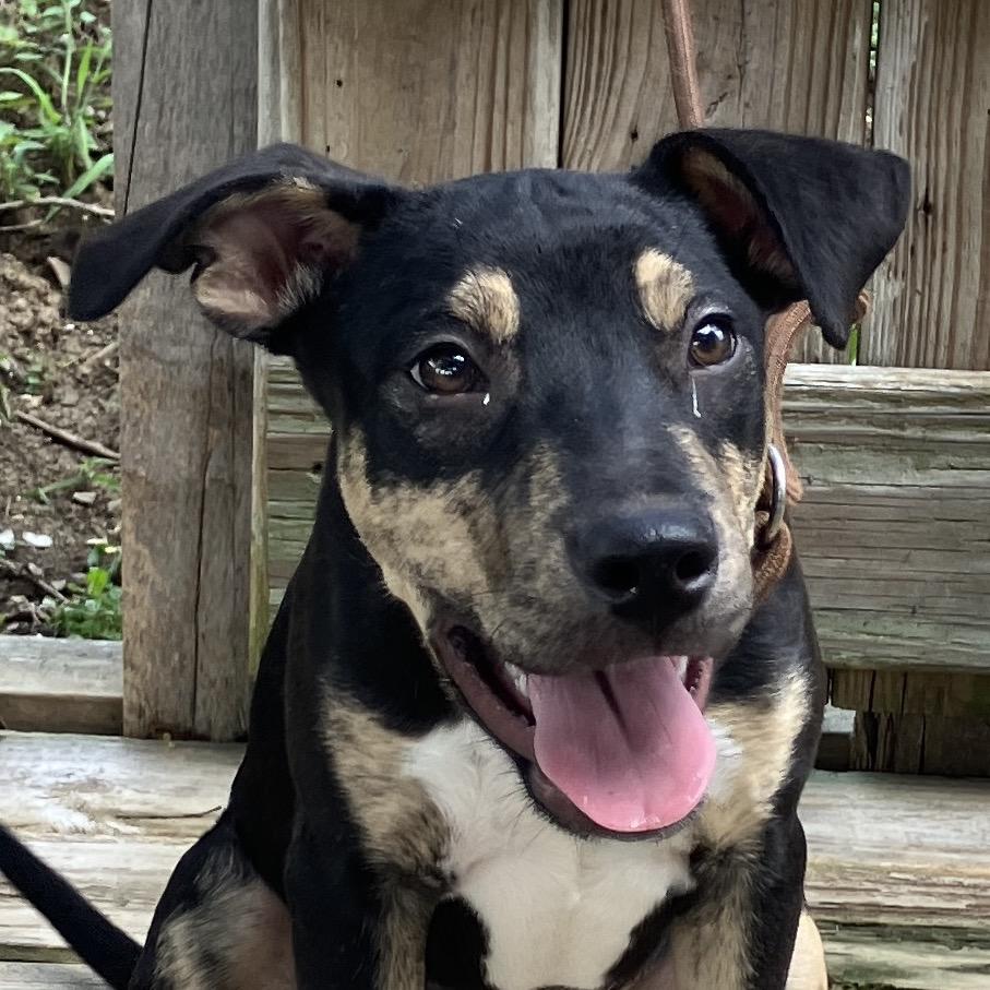 Lady Boom Boom Barkington, a Adoptable Mixed Breed in Pulaski, TN image 3/5