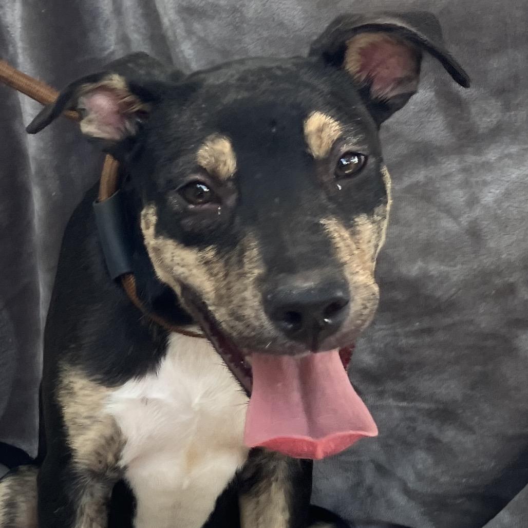 Enlarge Lady Boom Boom Barkington, a Adoptable Mixed Breed in Pulaski, TN image 4/6