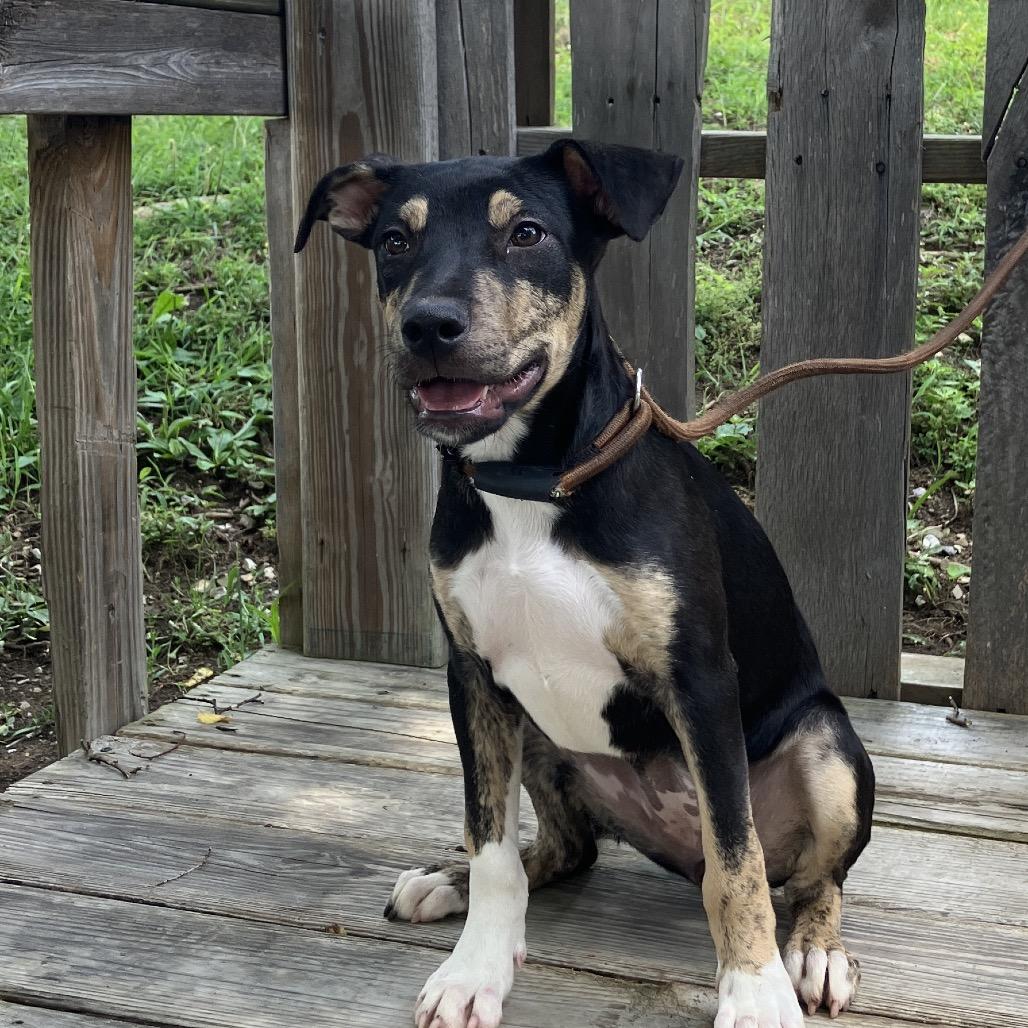 Lady Boom Boom Barkington, a Adoptable Mixed Breed in Pulaski, TN image 4/5