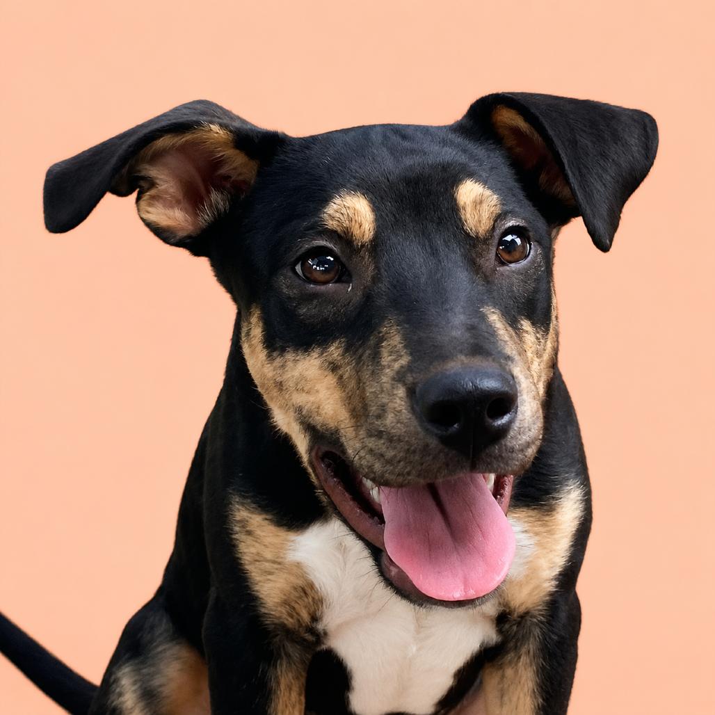 Lady Boom Boom Barkington, a Adoptable Mixed Breed in Pulaski, TN image 5/6