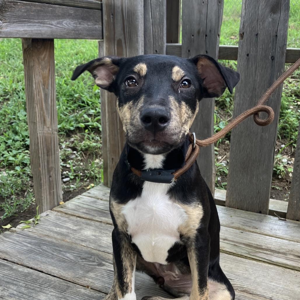 Lady Boom Boom Barkington, a Adoptable Mixed Breed in Pulaski, TN image 5/5