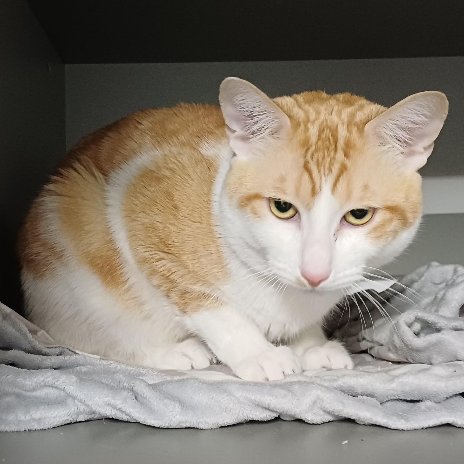 Enlarge Cheddar, a Adoptable Domestic Short Hair in Renton , WA image 4/6