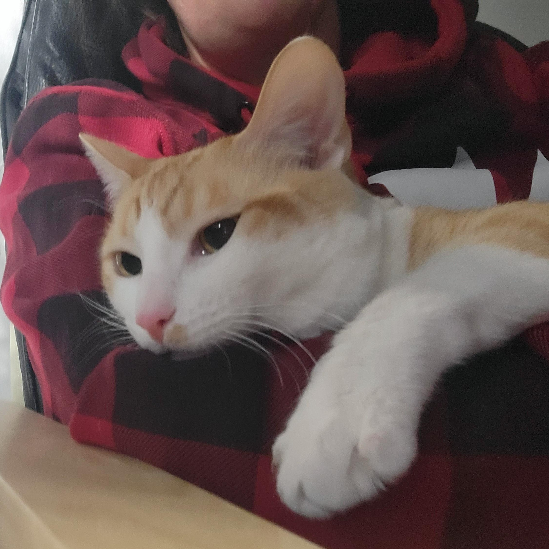 Cheddar, Adoptable, Young Male Domestic Short Hair.