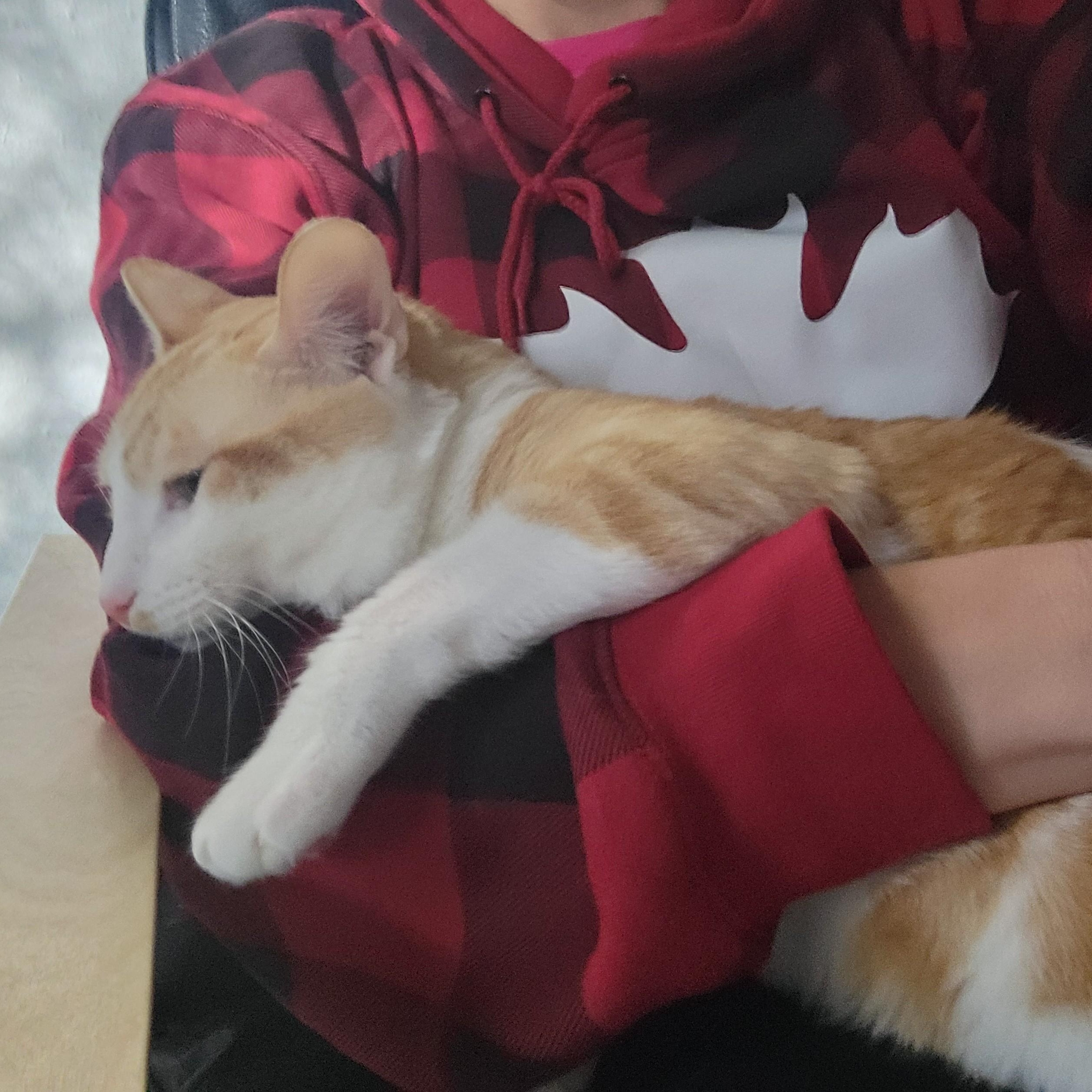 Enlarge Cheddar, a Adoptable Domestic Short Hair in Renton , WA image 6/6