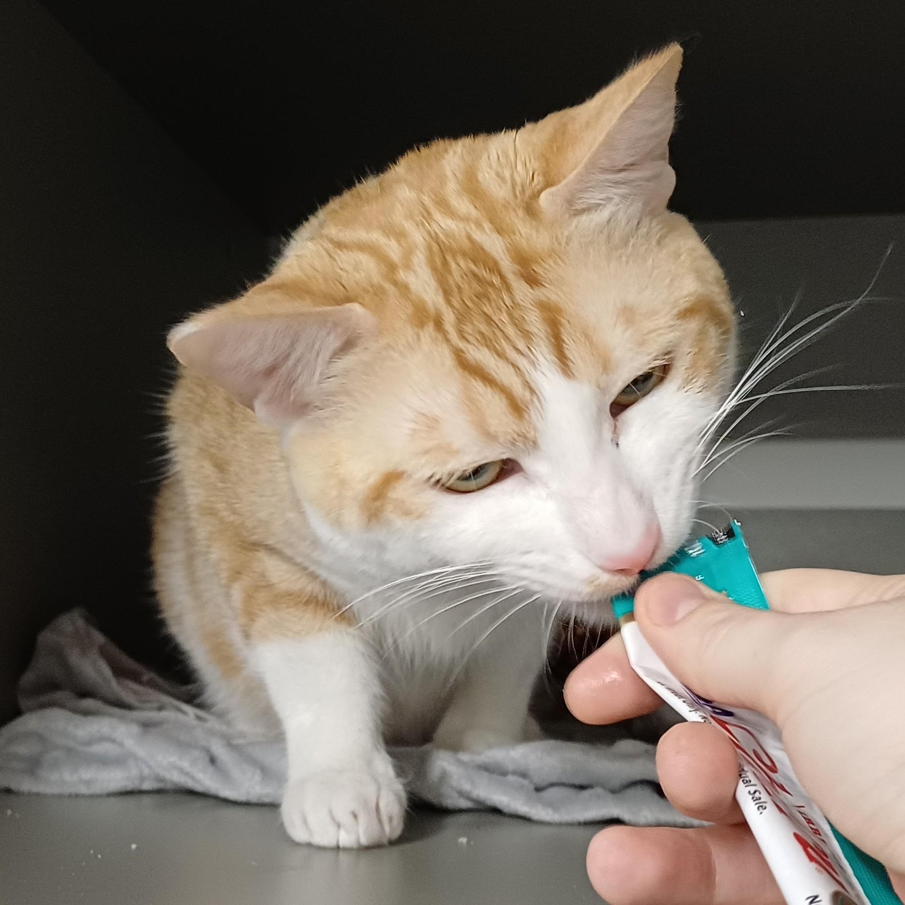 Enlarge Cheddar, a Adoptable Domestic Short Hair in Renton , WA image 3/6