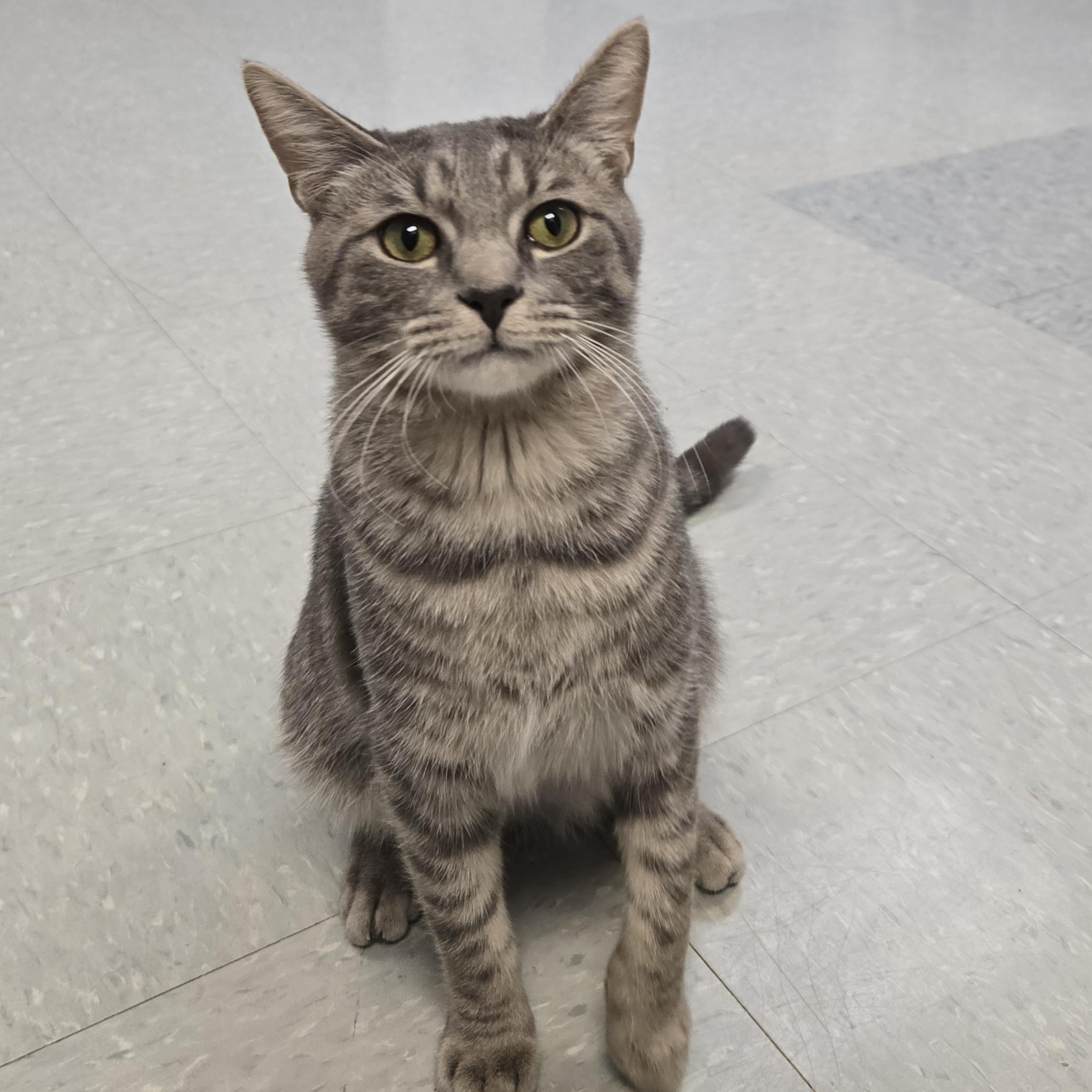 Enlarge Silver Bells (Coming Soon...), a ADOPTABLE Domestic Short Hair in Xenia , OH image 5/6