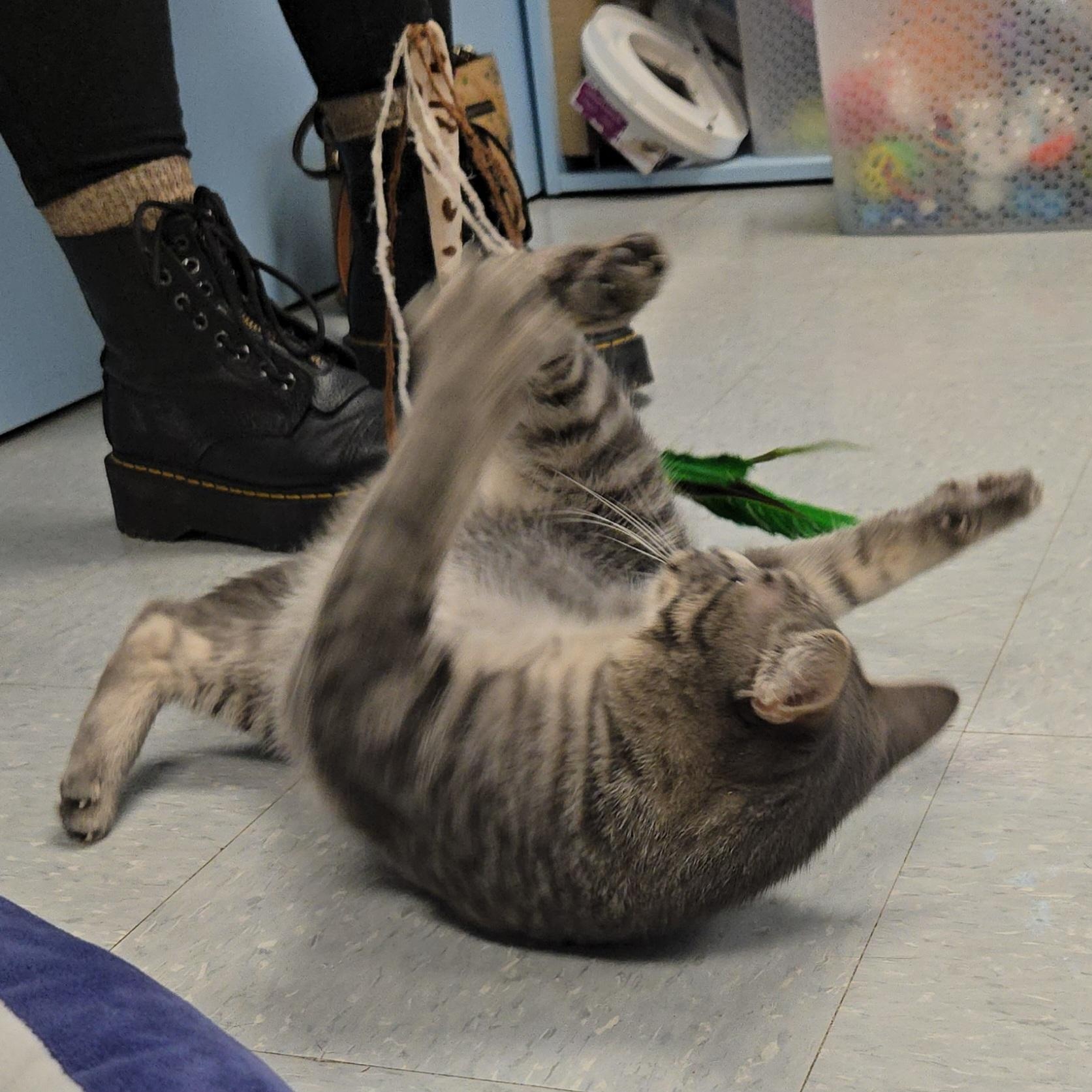 Enlarge Silver Bells (Coming Soon...), a ADOPTABLE Domestic Short Hair in Xenia , OH image 4/6