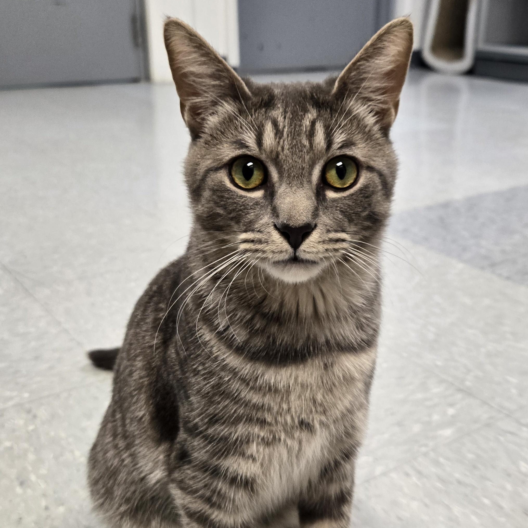 Enlarge Silver Bells (Coming Soon...), a ADOPTABLE Domestic Short Hair in Xenia , OH image 1/6