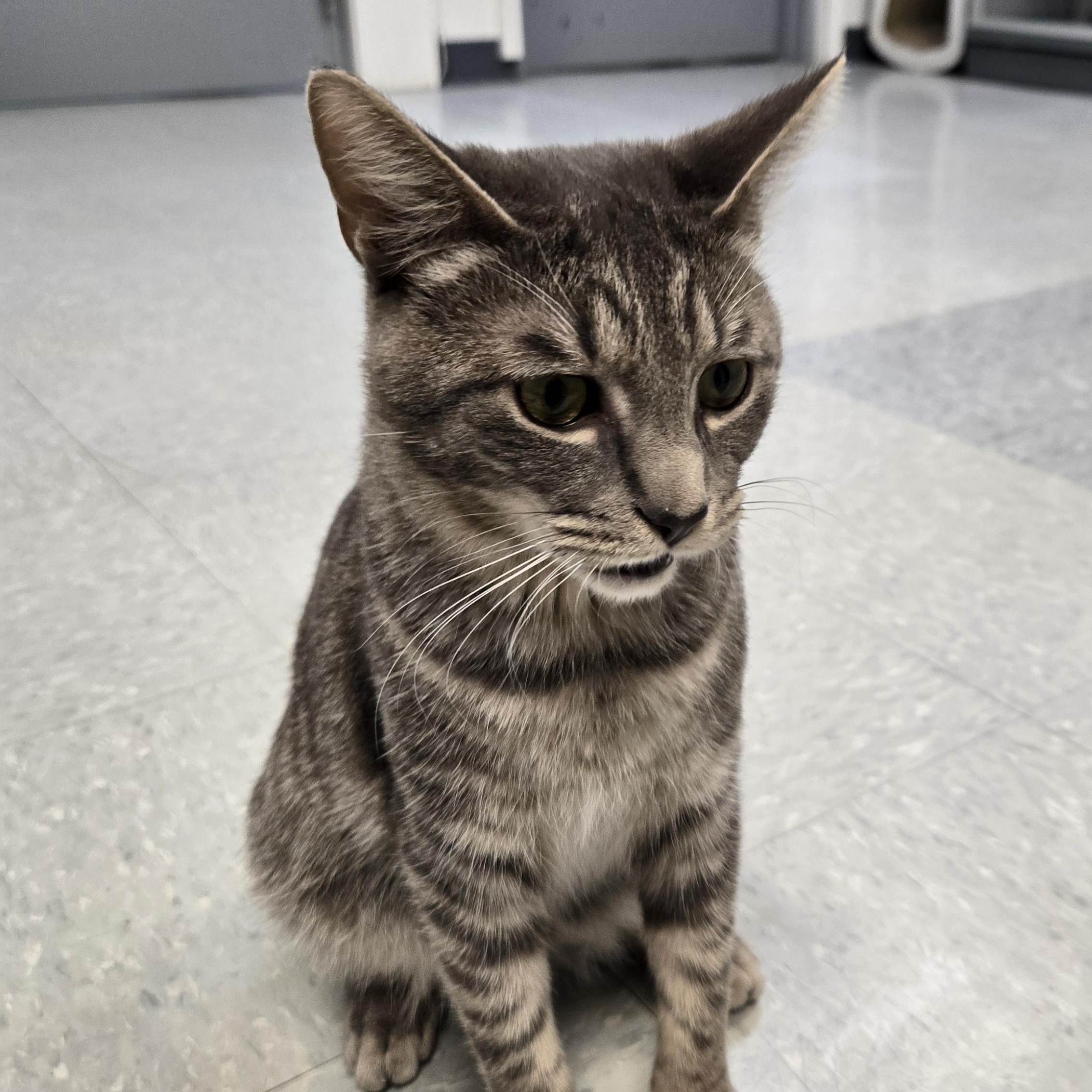 Enlarge Silver Bells (Coming Soon...), a ADOPTABLE Domestic Short Hair in Xenia , OH image 3/6