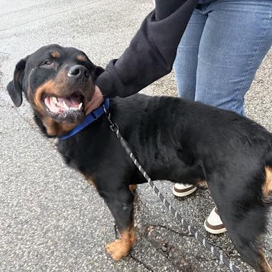 Enlarge Gunner, a Adoptable Rottweiler in Pittsburgh, PA image 1/6