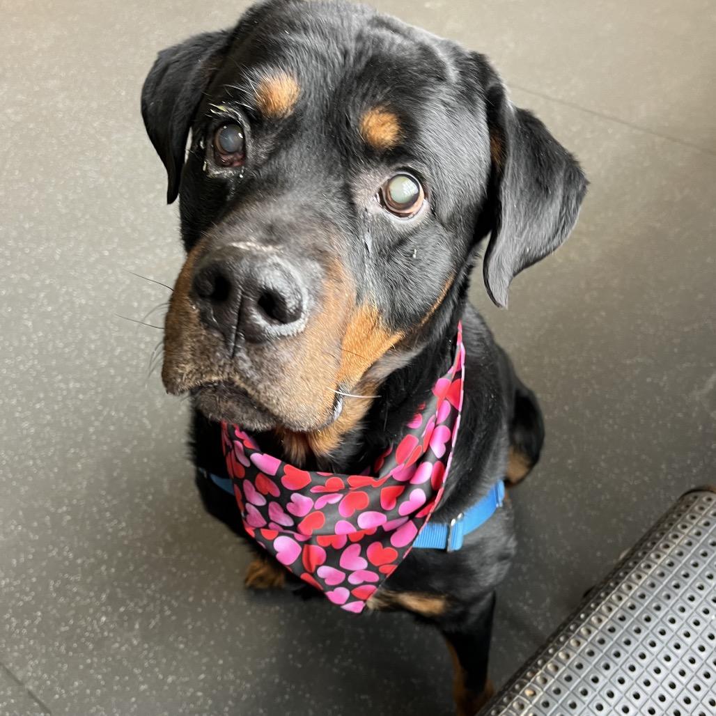 Enlarge Gunner, a Adoptable Rottweiler in Pittsburgh, PA image 3/6