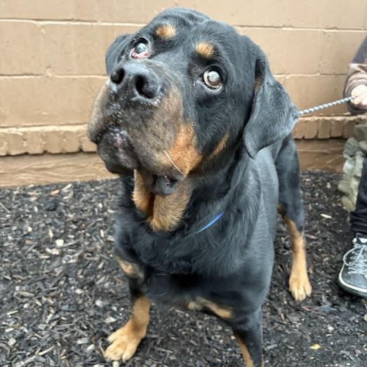 Enlarge Gunner, a Adoptable Rottweiler in Pittsburgh, PA image 4/6