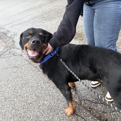 Enlarge Gunner, a Adoptable Rottweiler in Pittsburgh, PA image 5/6