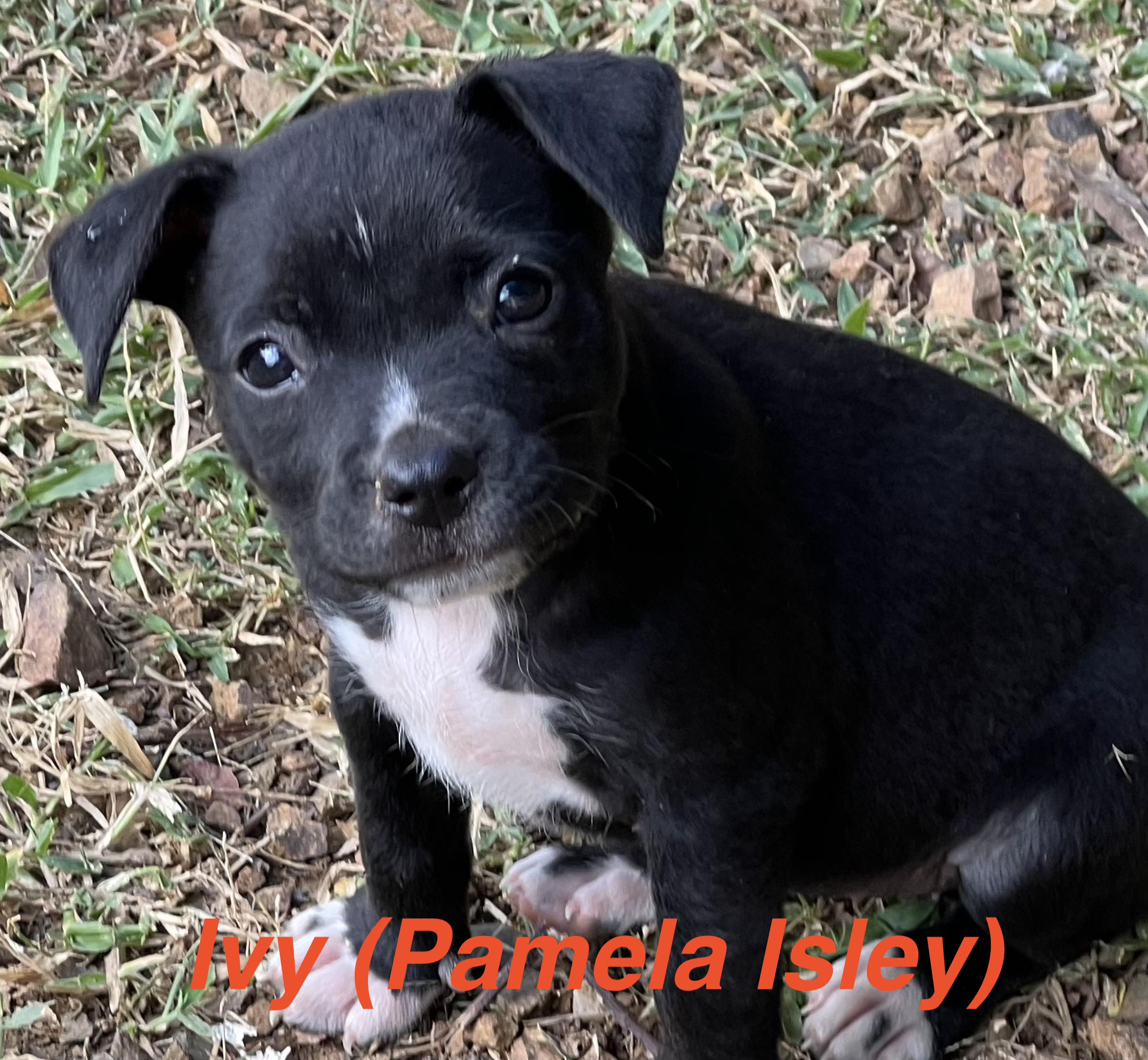 Ivy (Pamela Isley), Adopted, Puppy Female Wirehaired Terrier.