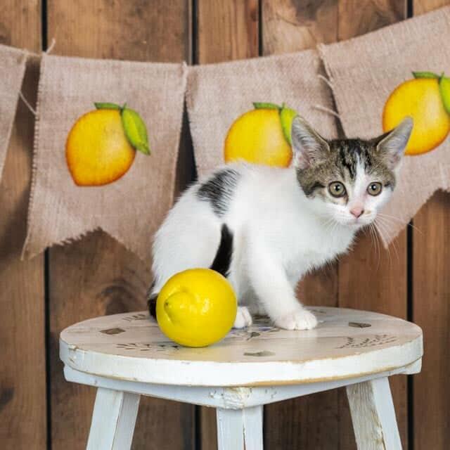 Fiona, Baby Female Domestic Short Hair