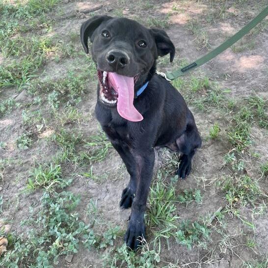 Enlarge Phinjamin, a Adoptable mixed breed in East Hampton, NY image 1/6