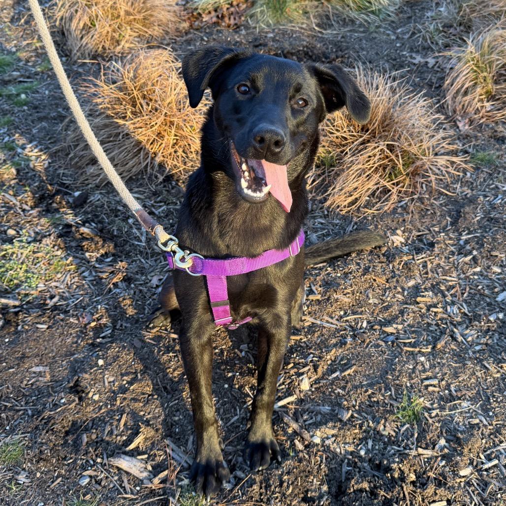 Phinjamin, a Adoptable mixed breed in East Hampton, NY image 2/6