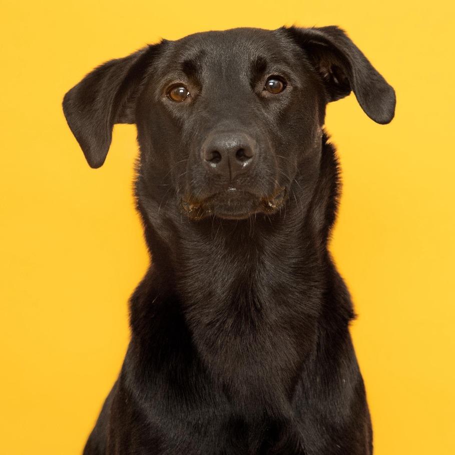 Enlarge Phinjamin, a Adoptable mixed breed in East Hampton, NY image 2/6