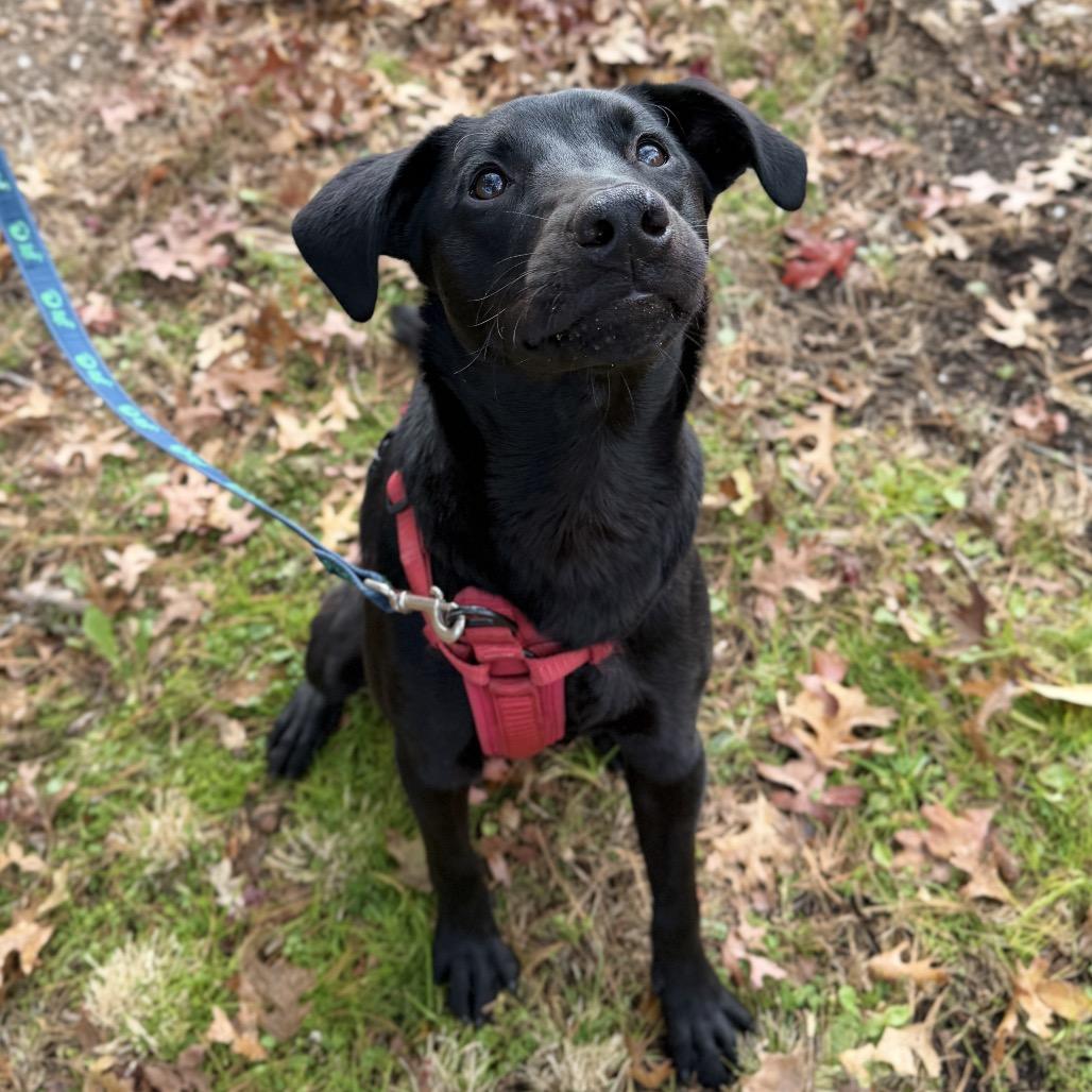 Enlarge Phinjamin, a Adoptable mixed breed in East Hampton, NY image 3/6