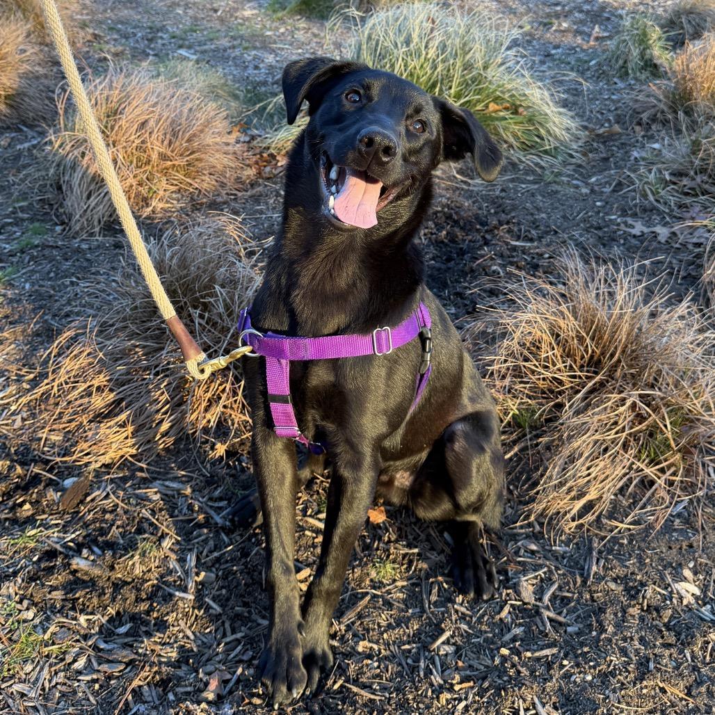 Phinjamin, a Adoptable mixed breed in East Hampton, NY image 3/6