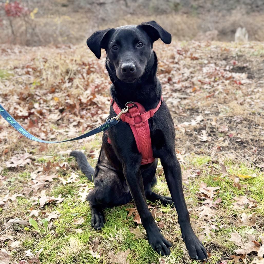 Enlarge Phinjamin, a Adoptable mixed breed in East Hampton, NY image 5/6