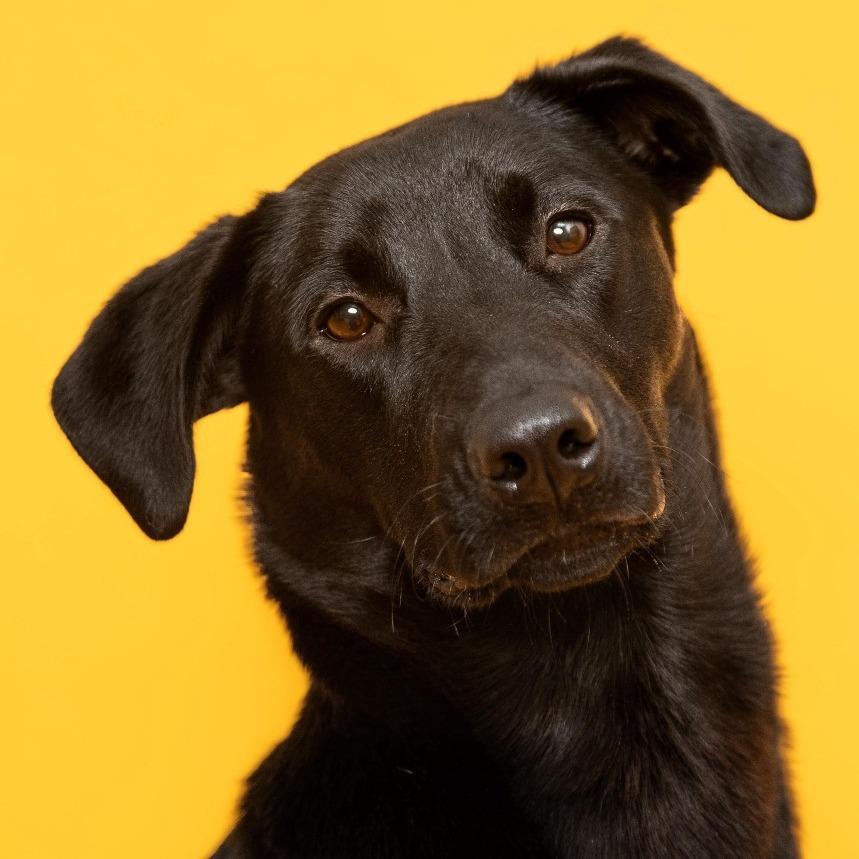 Enlarge Phinjamin, a Adoptable mixed breed in East Hampton, NY image 5/6