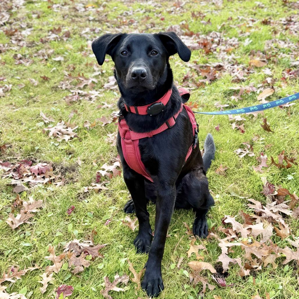 Phinjamin, a Adoptable mixed breed in East Hampton, NY image 6/6