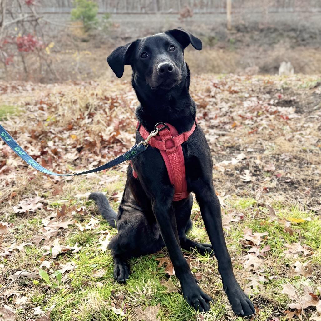 Enlarge Phinjamin, a Adoptable mixed breed in East Hampton, NY image 6/6