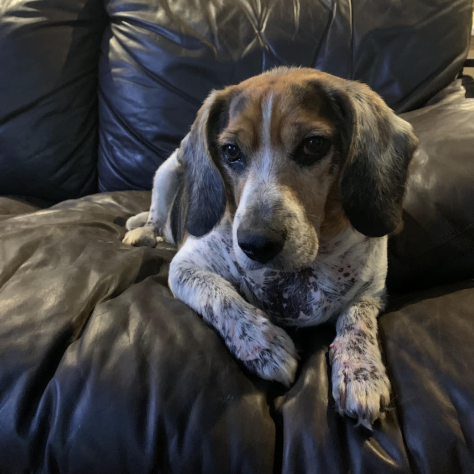 Enlarge Eclipse, a Adoptable Beagle in Harrington, DE image 2/5