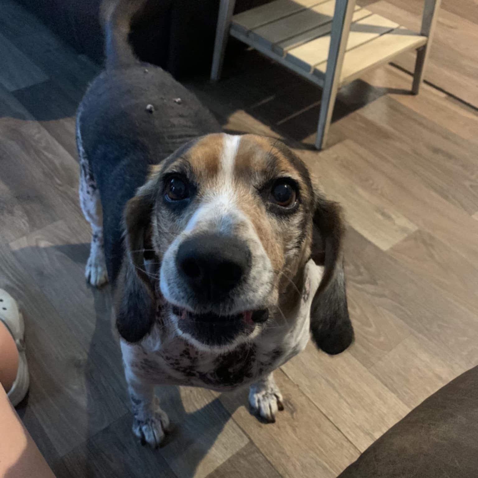 Enlarge Eclipse, a Adoptable Beagle in Harrington, DE image 3/5