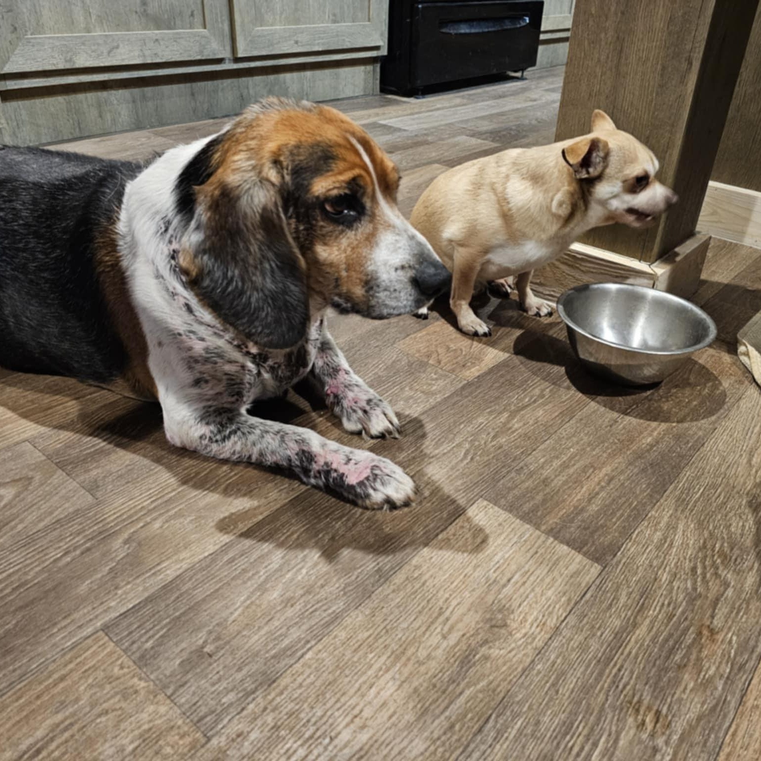 Enlarge Eclipse, a Adoptable Beagle in Harrington, DE image 5/5