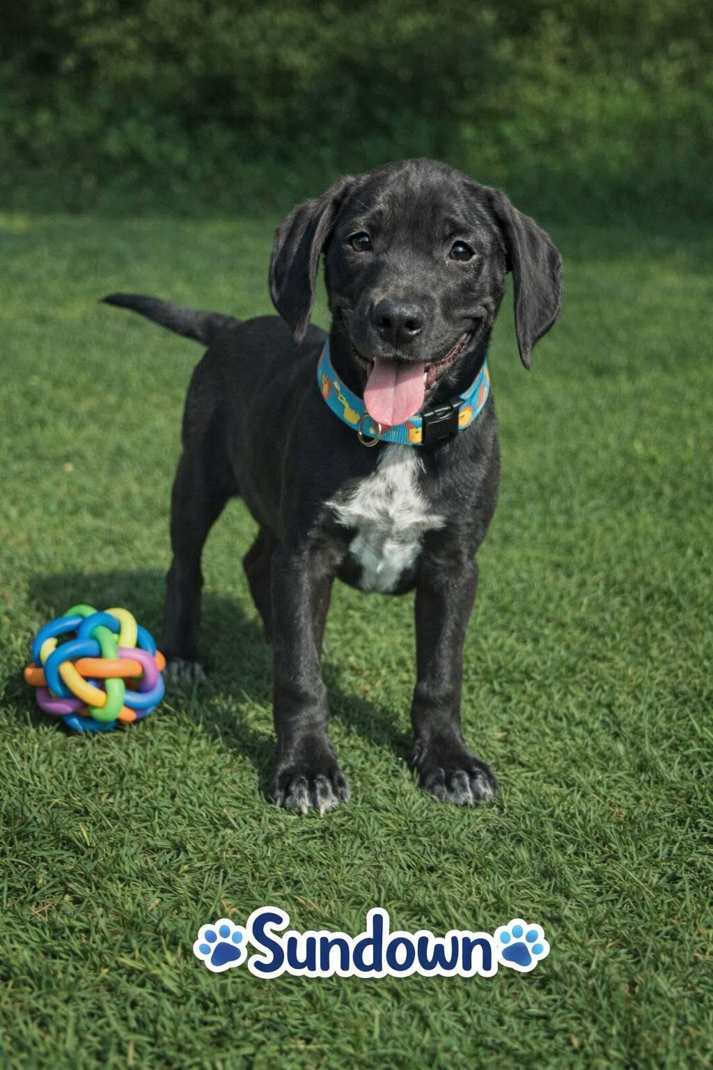 Sundown, ADOPTABLE, Puppy Male Mixed Breed.