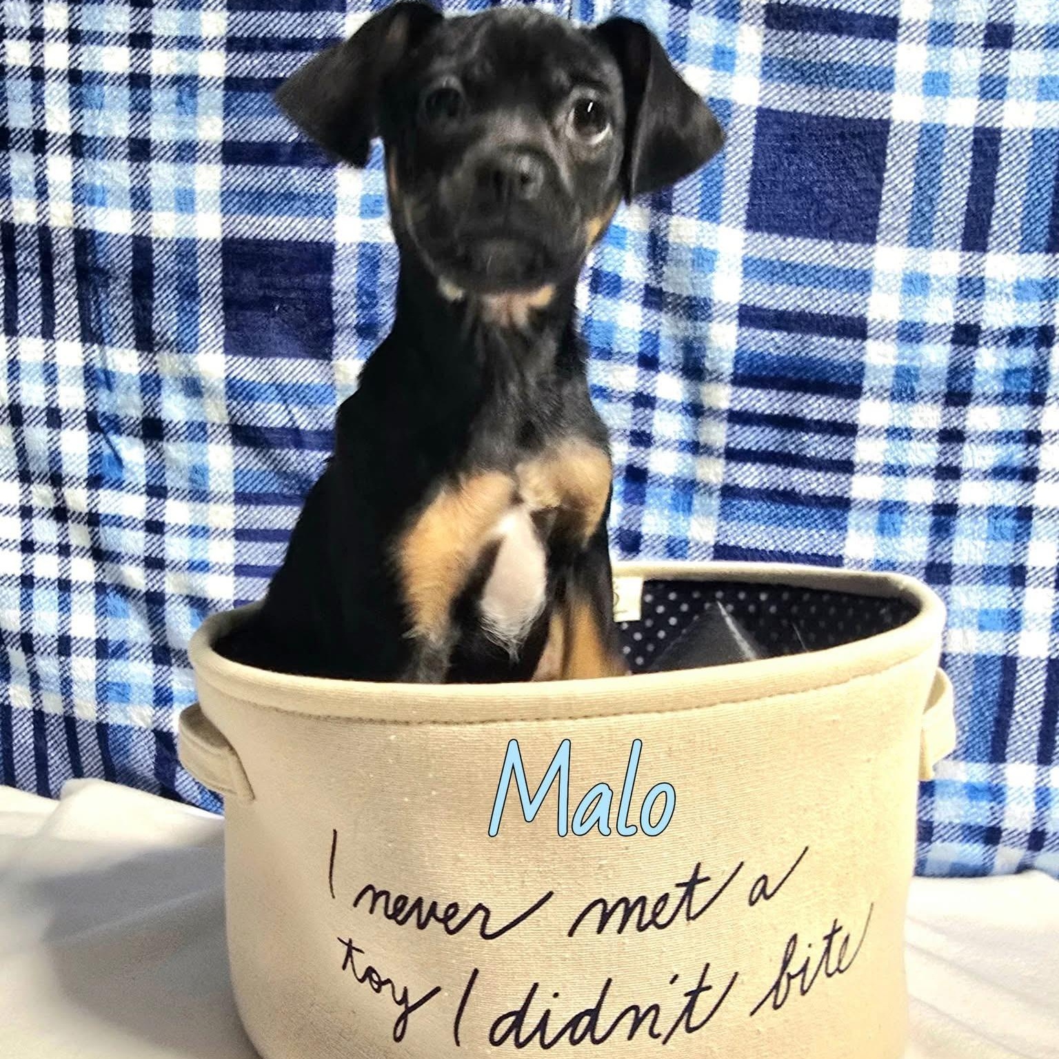 Malo , ADOPTABLE, Puppy Male Mixed Breed.