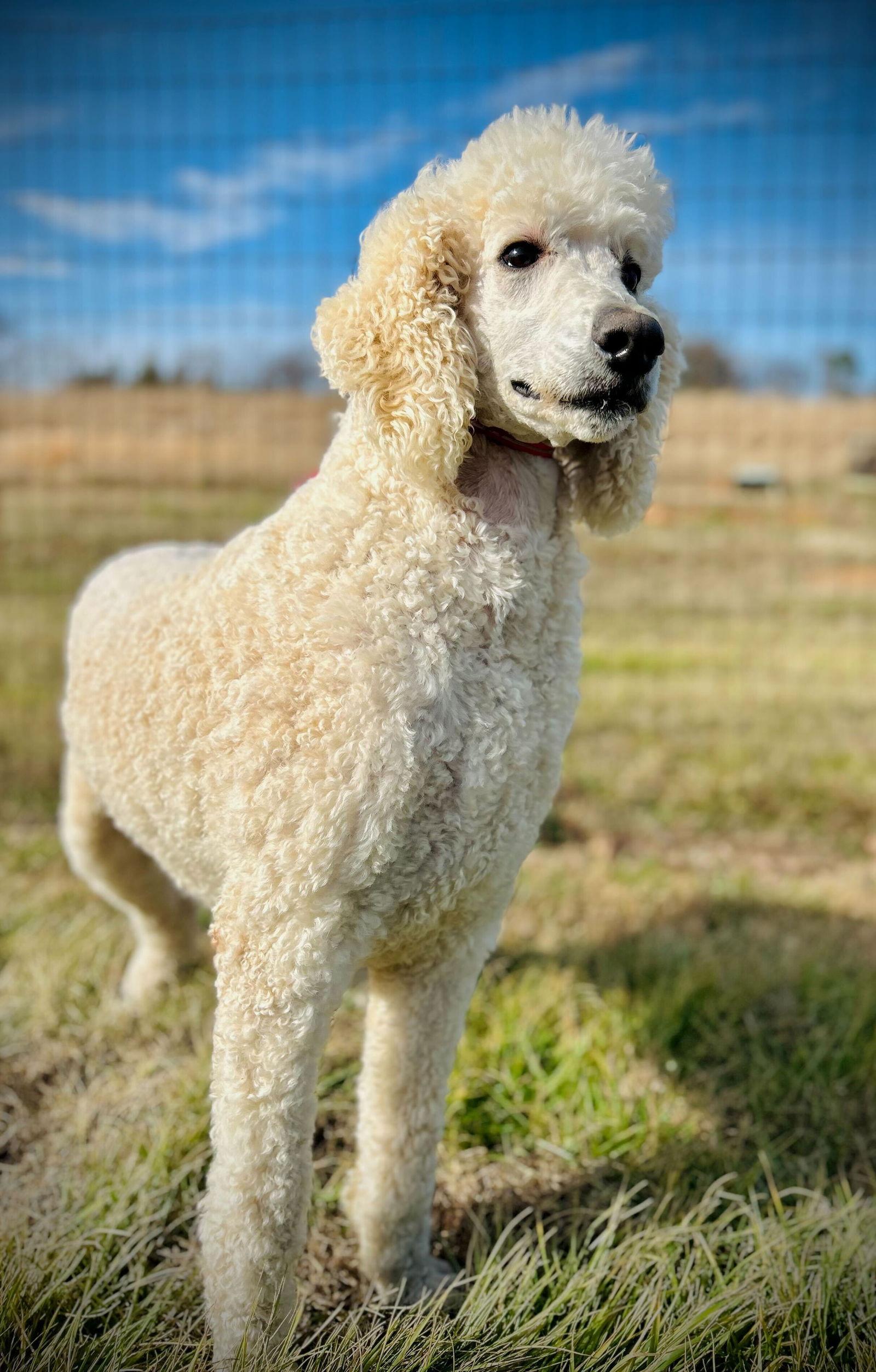 Enlarge Cooper Oakes Dec 25, a Adoptable Standard Poodle in Pacolet, SC image 1/3