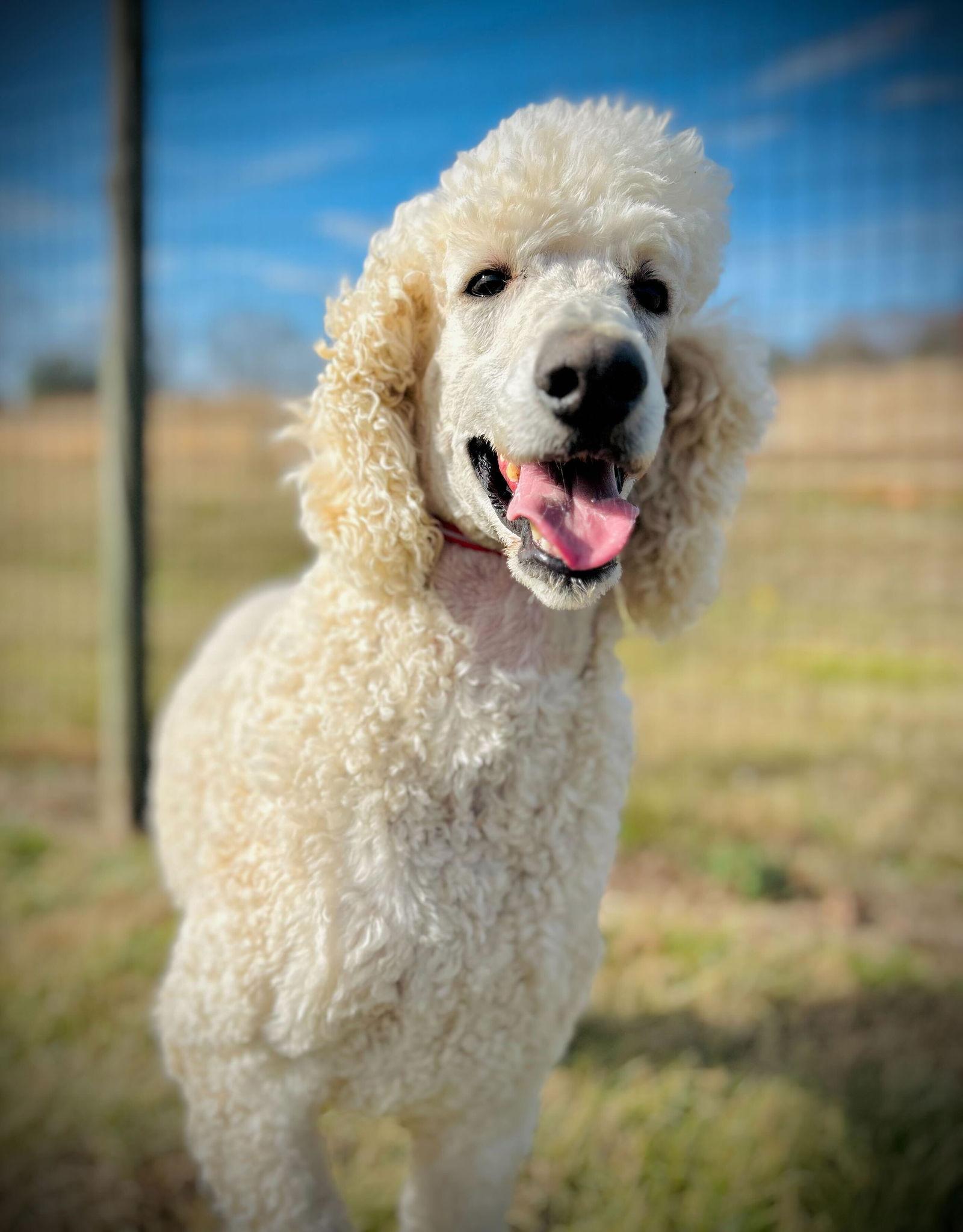 Enlarge Cooper Oakes Dec 25, a Adoptable Standard Poodle in Pacolet, SC image 3/3