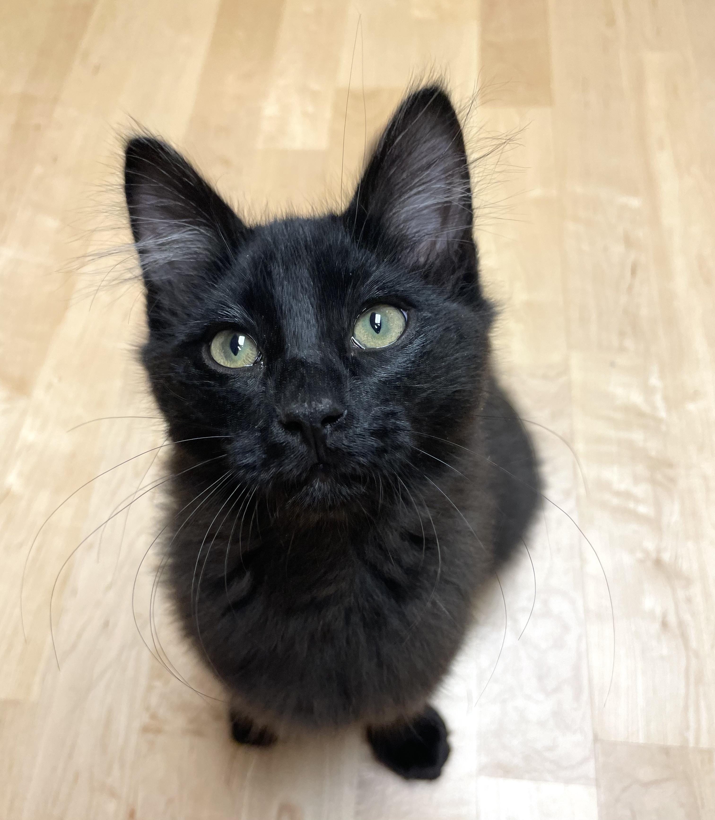 Louis, a Adoptable Domestic Short Hair in Cranbrook, BC image 1/2