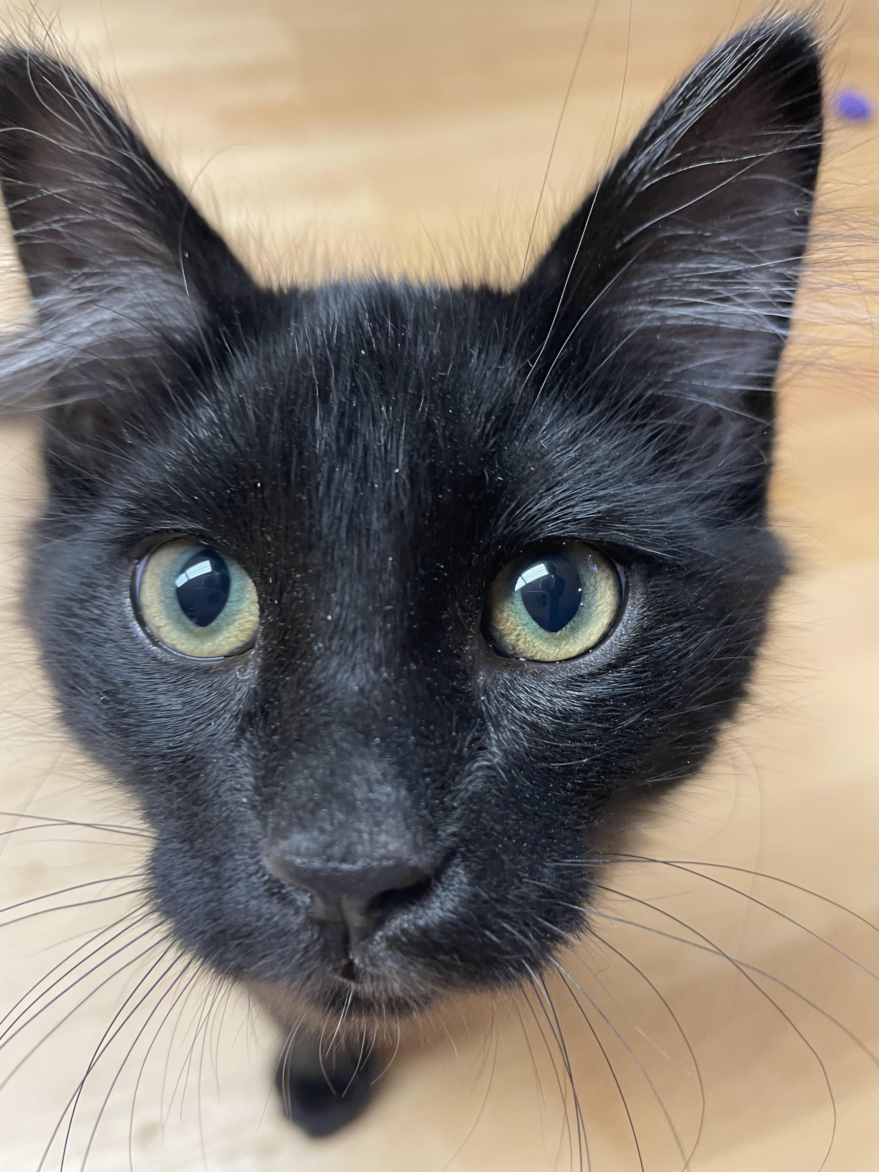 Louis, a Adoptable Domestic Short Hair in Cranbrook, BC image 2/2