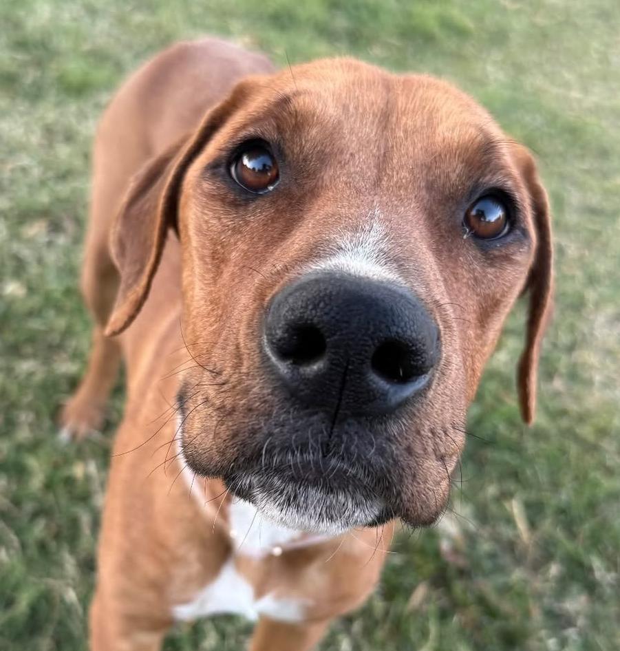 Wren, a Adoptable Rhodesian Ridgeback in Scottsdale, AZ image 2/2