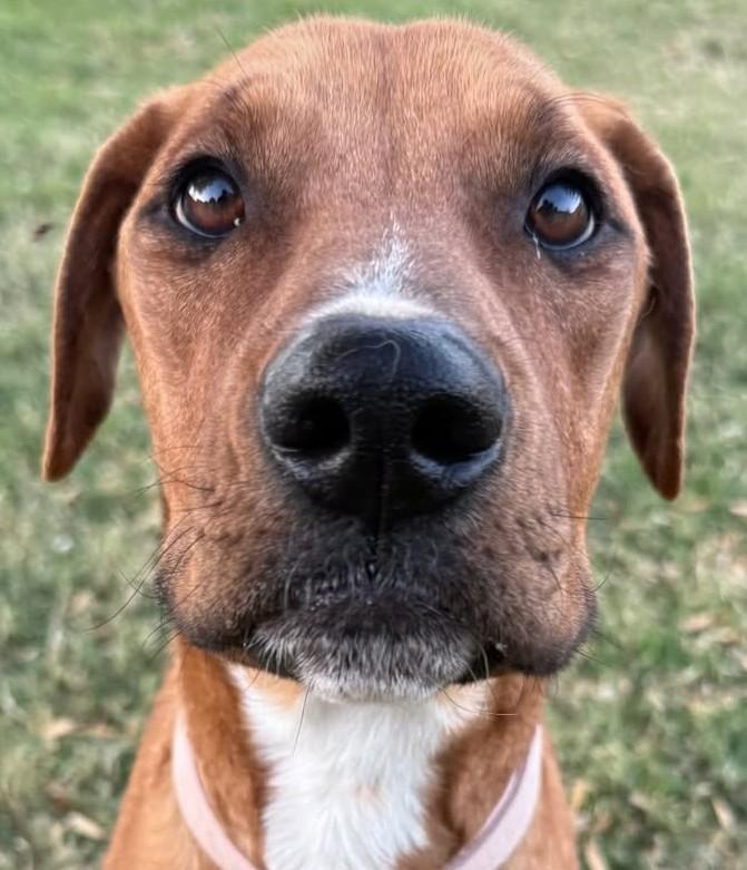 Wren, a Adoptable Rhodesian Ridgeback in Scottsdale, AZ image 1/2