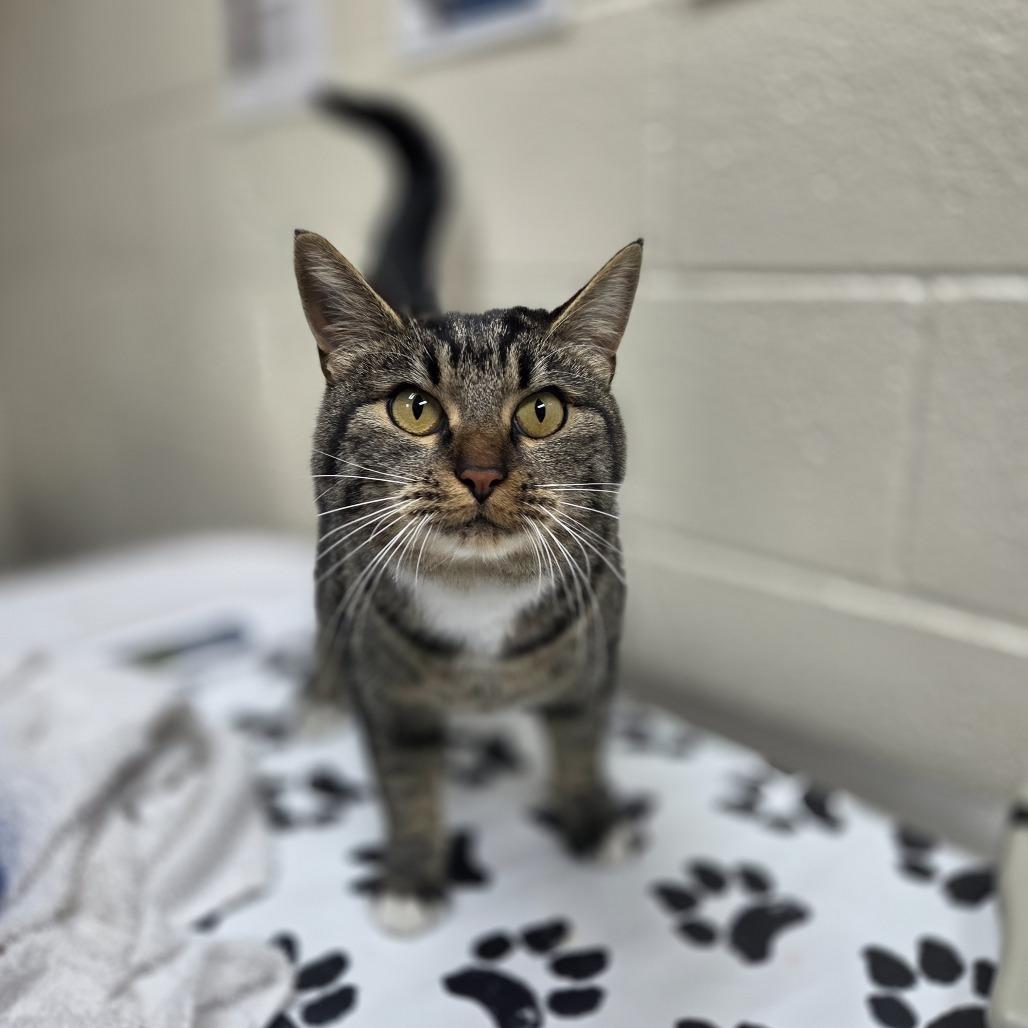 Aelin, Adoptable, Young Female Domestic Short Hair.