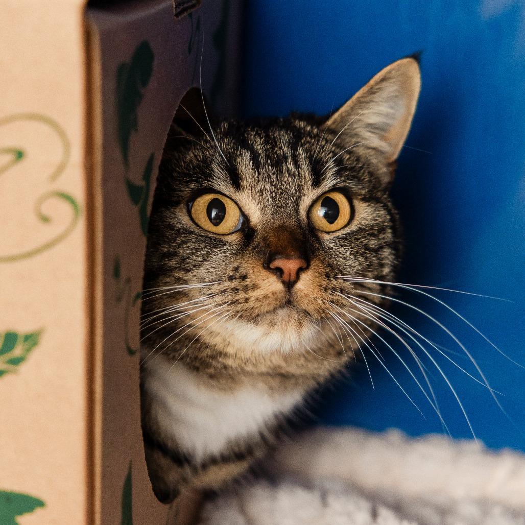 Enlarge Aelin, a Adoptable Domestic Short Hair in Incline Village, NV image 2/3