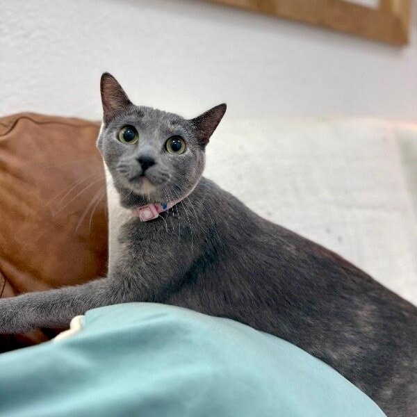 Moon River — thumbnail 5