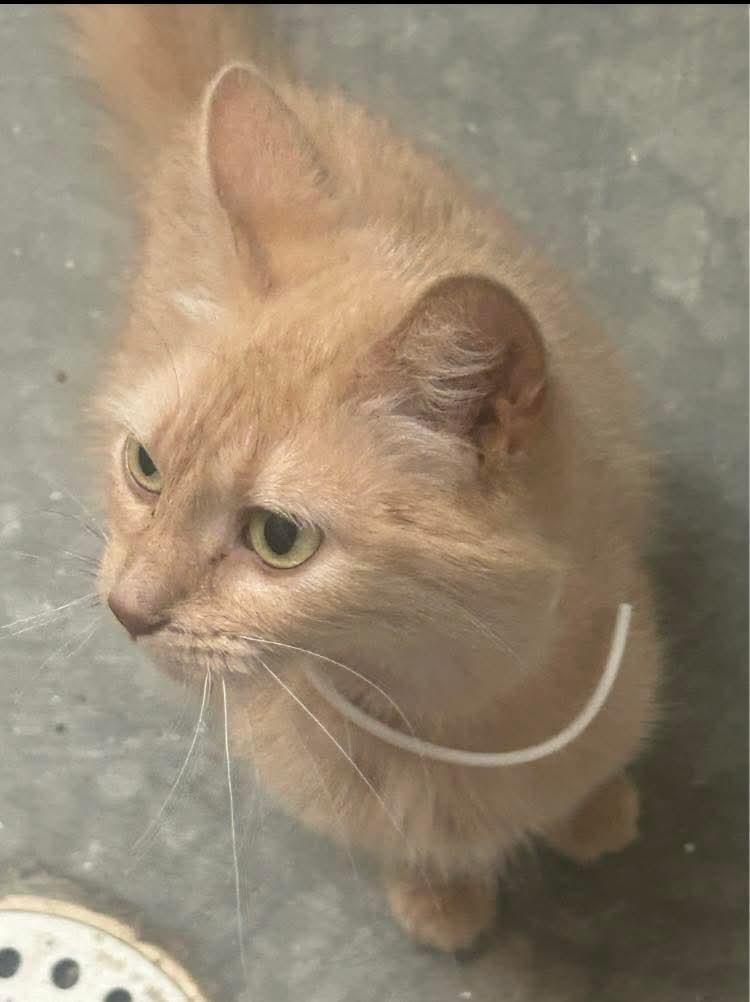Enlarge Jersey - Long Hair Cream Cat - Foster Care, a Adoptable Domestic Long Hair in Mitchell, SD image 1/1