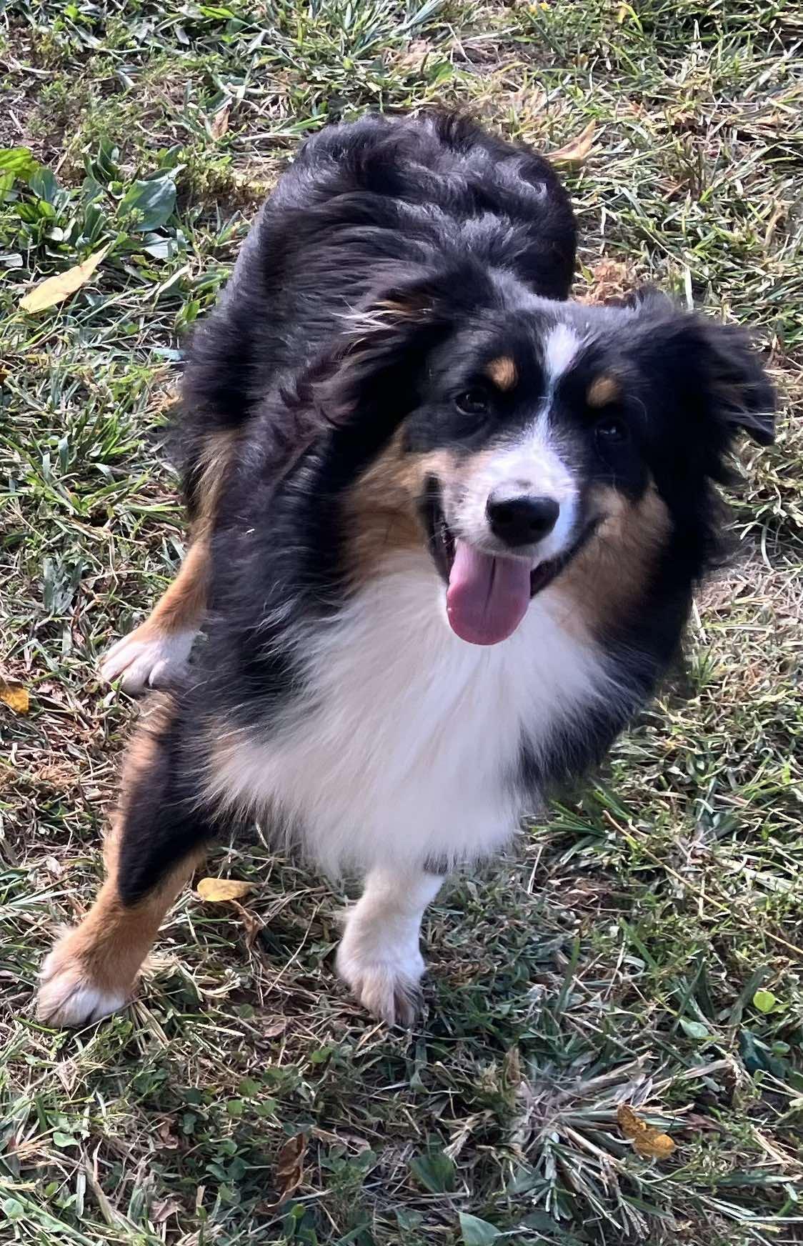 Tinsel, Adoptable, Adult Female Australian Shepherd.