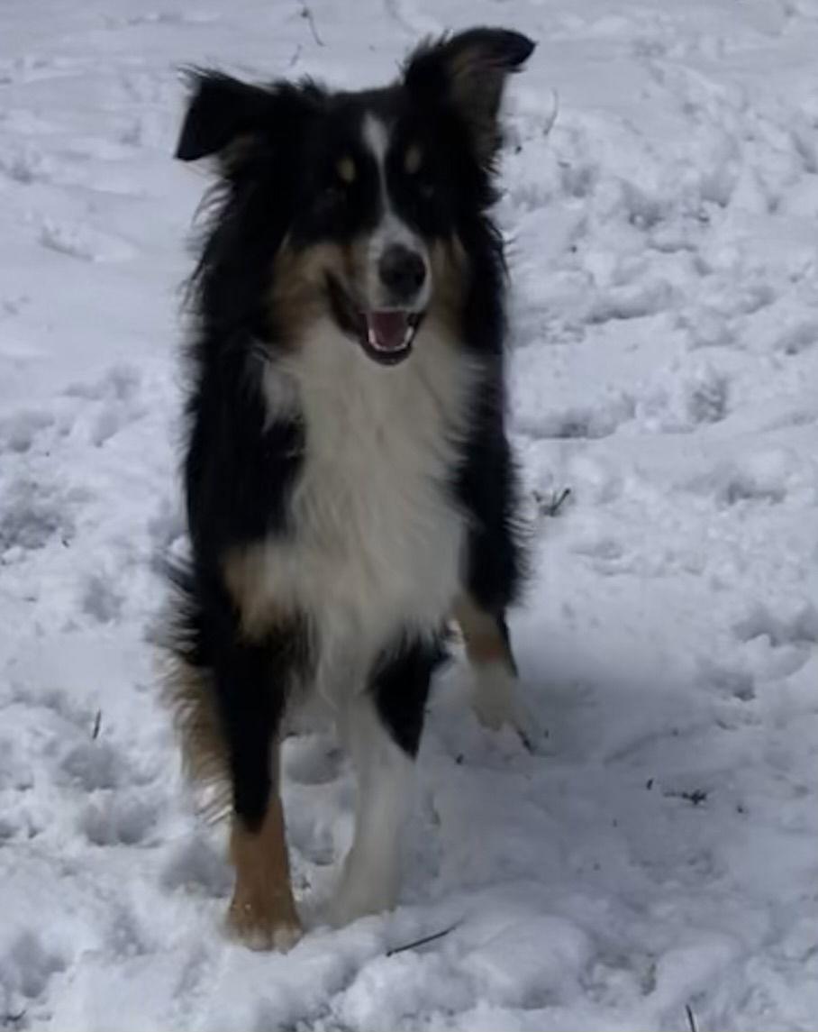 Enlarge Tinsel, a Adoptable Australian Shepherd in Wilmington, DE image 2/3