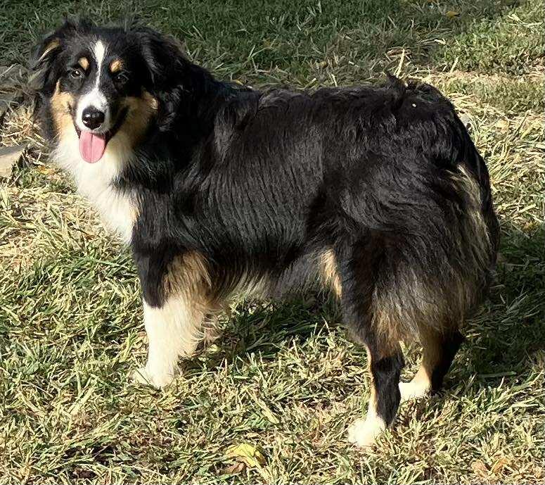 Enlarge Tinsel, a Adoptable Australian Shepherd in Wilmington, DE image 2/3