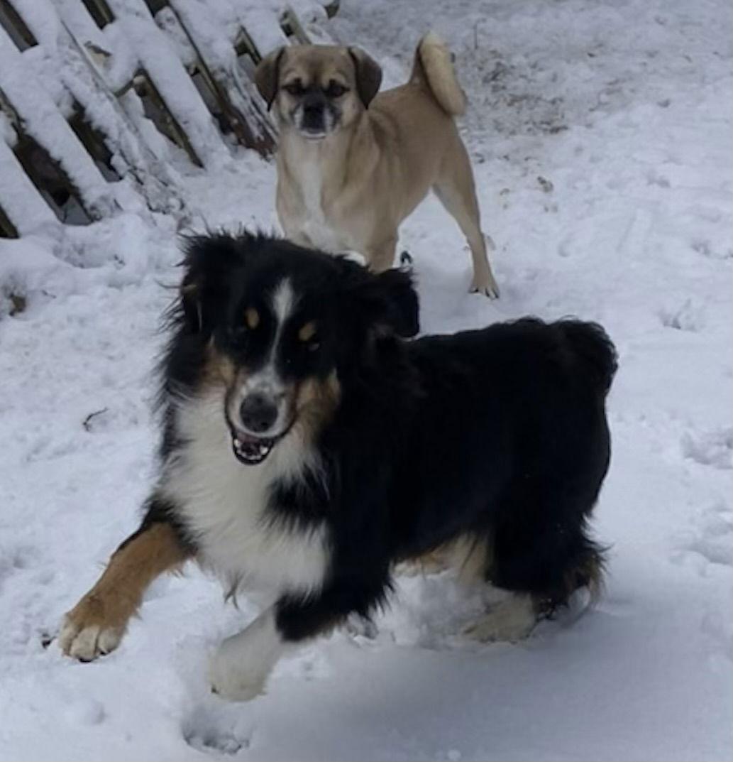Enlarge Tinsel, a Adoptable Australian Shepherd in Wilmington, DE image 3/3
