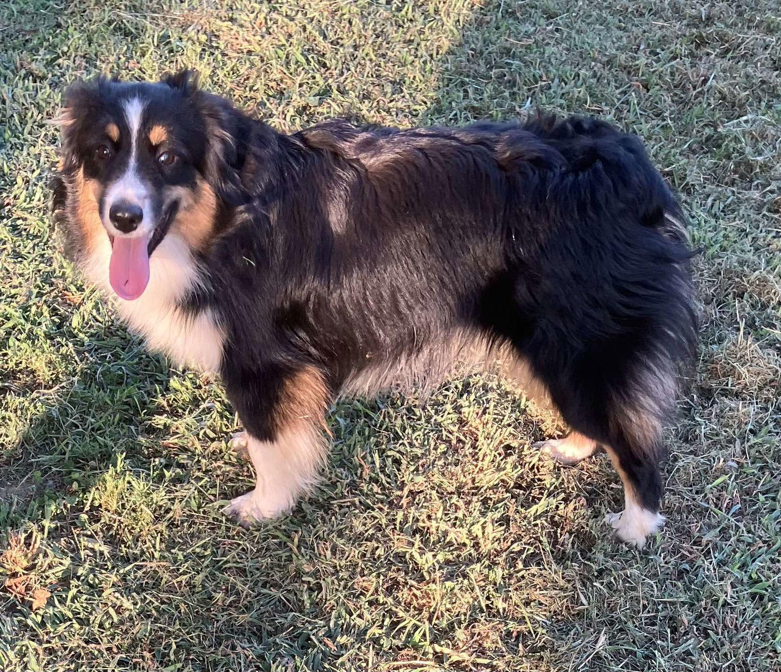 Enlarge Tinsel, a Adoptable Australian Shepherd in Wilmington, DE image 3/3