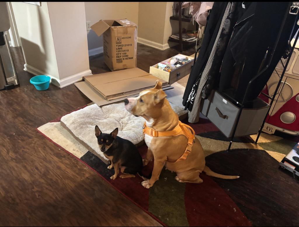 Peaches, Adoptable, Adult Female Mixed Breed.